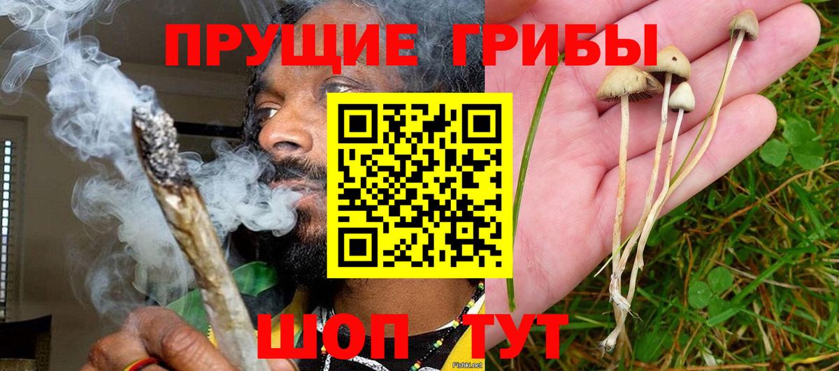 Псилоцибиновые грибы мицелий Гусь-Хрустальный