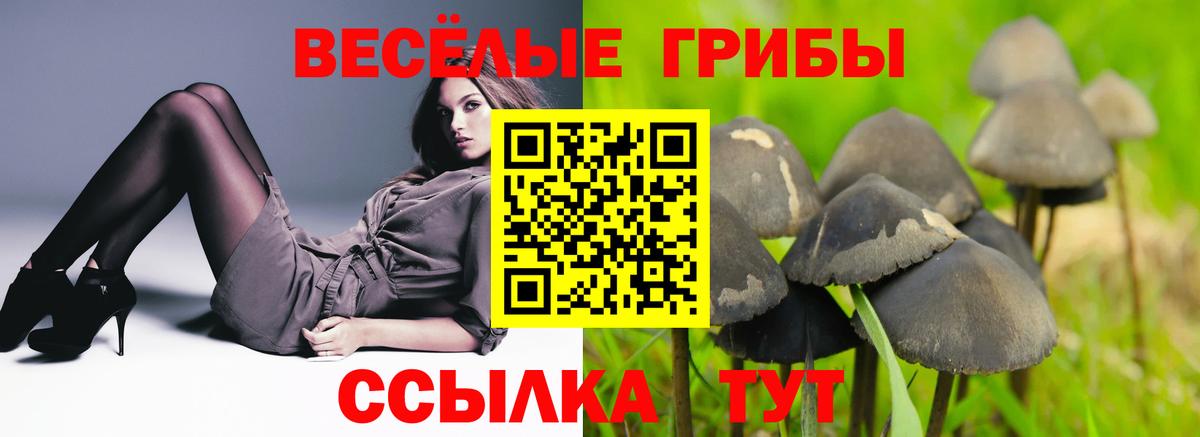 Гусь-Хрустальный  Галлюциногенные грибы Psilocybine cubensis  Вход с VPN 